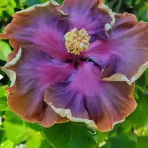 Buy Tropical Hibiscus 'Taiwan Ice Fantasies' online