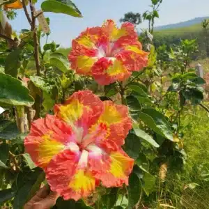Buy Tropical Hibiscus 'Not So Hot' online