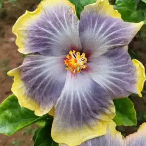 Buy Tropical Hibiscus 'Moorea Child's Tears' online