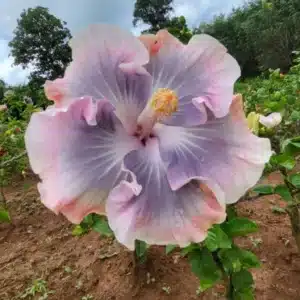 Buy Tropical Hibiscus 'Tahitian Princess' online