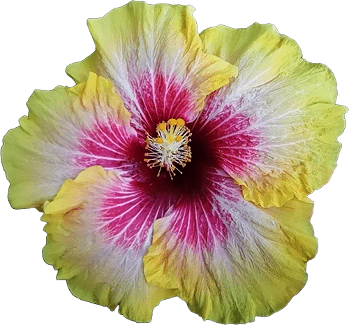 Buy tropical Hibiscus online