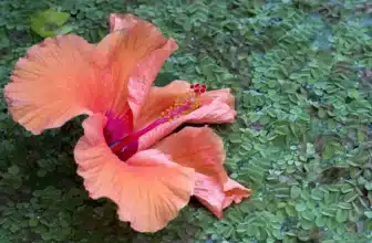 Tropical Hibiscus blog post care article