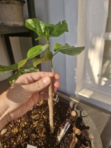 Grafted tropical Hibiscus plants for sale
