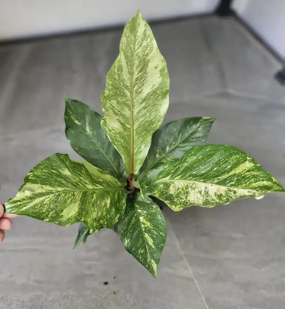 Anthurium hookeri variegated - Tropics @Home