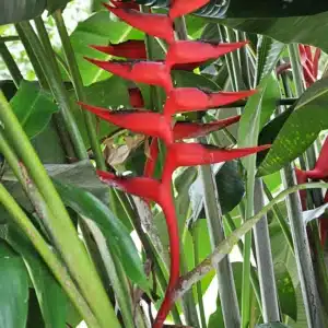 Heliconia caribaea x bihai 'Hot Rio Night' for sale