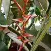 Flowering Heliconia collinsiana