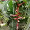 Heliconia collinsiana for sale online