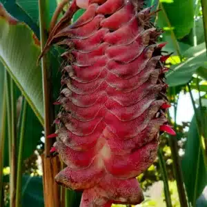 Heliconia mariae 'Beef Steak'