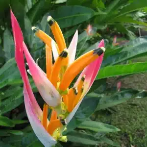 Heliconia psittacorum 'Sassy'