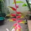 Buy Heliconia rostrata 'Pink Peru' online