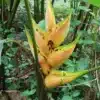 Heliconia stricta 'Dorado Gold' for sale online