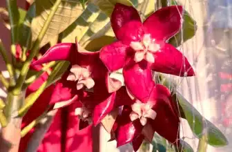My Hoya imperialis Red first flowering