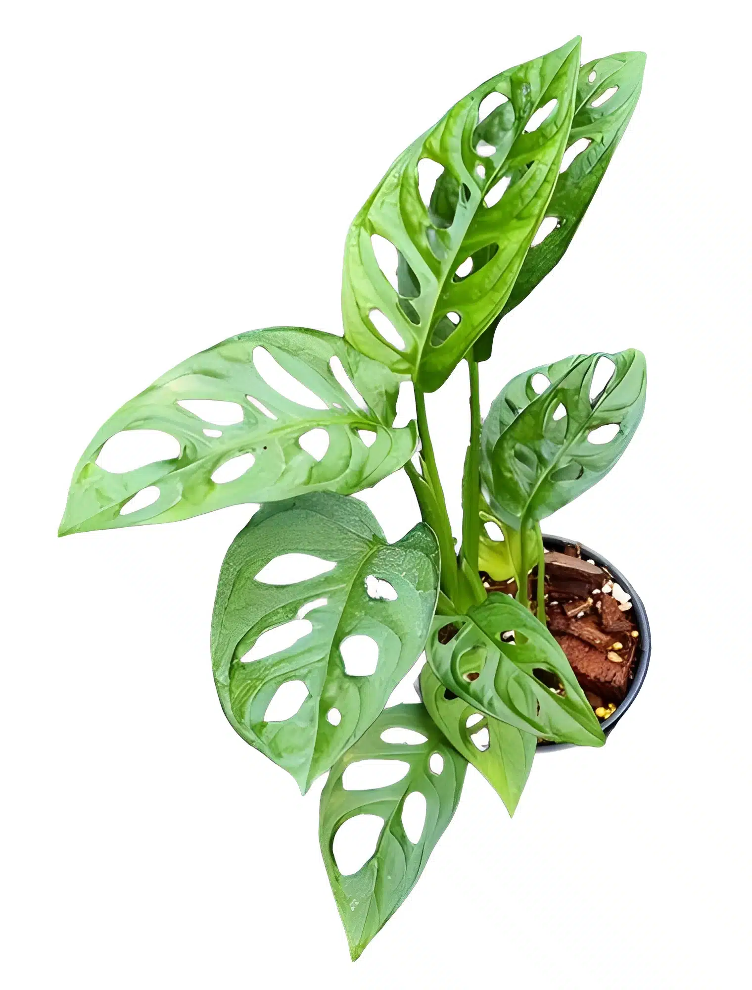 Monstera lechleriana