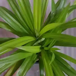 Pandanus amaryllifolius for sale in online store