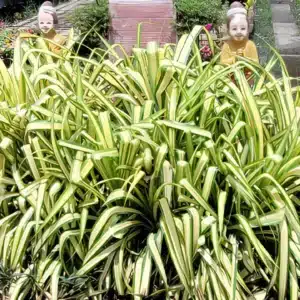 Pandanus baptistii variegata for sale in online store