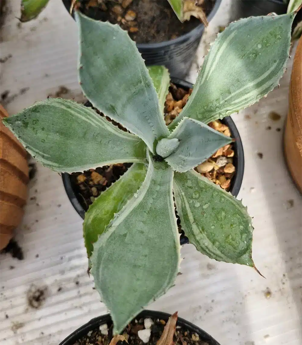 Agave potatorum 'Tradewinds'