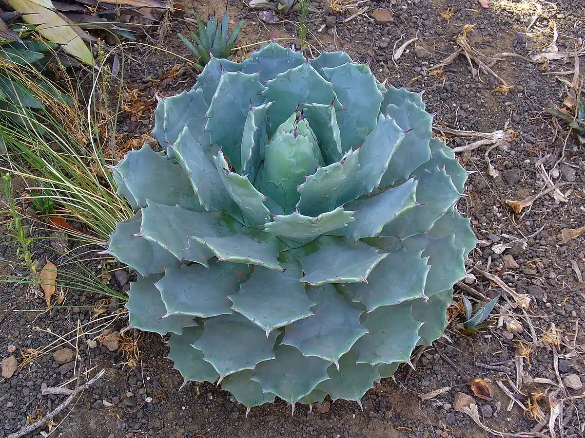 Agave potatorum - Agave Plants Store - Tropics @Home