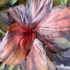 Cordyline fruticosa 'Cherry Cordial' for sale