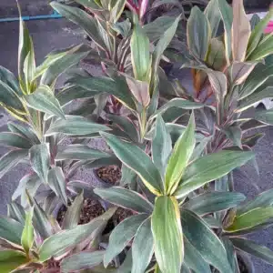 Cordyline fruticosa 'Katrijn'