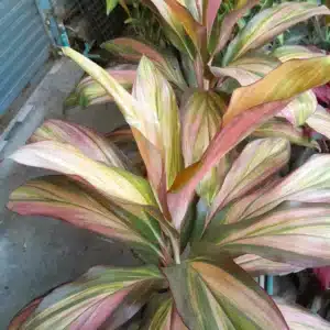 Cordyline fruticosa 'Morning Sunshine' for sale