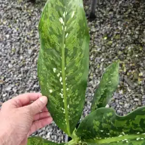 Dieffenbahia 'Crocodile' foliage