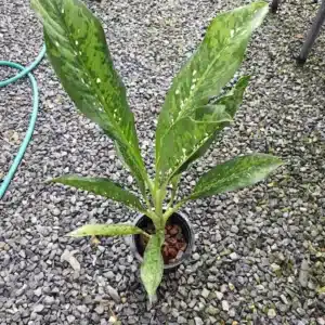 Dieffenbahia 'Crocodile' auction sale