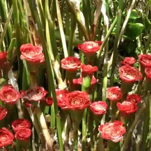 Etlingera corneri rhizomes at online auction