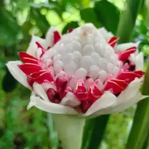 Etlingera elatior 'Olympic Torch'