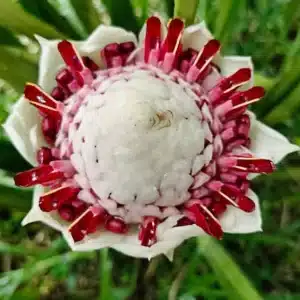 Etlingera elatior 'Olympic Torch' for sale