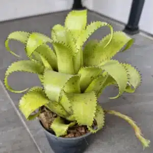 Hylaeaicum mooreanum / Neoregelia mooreana