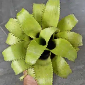 Hylaeaicum mooreanum / Neoregelia mooreana online