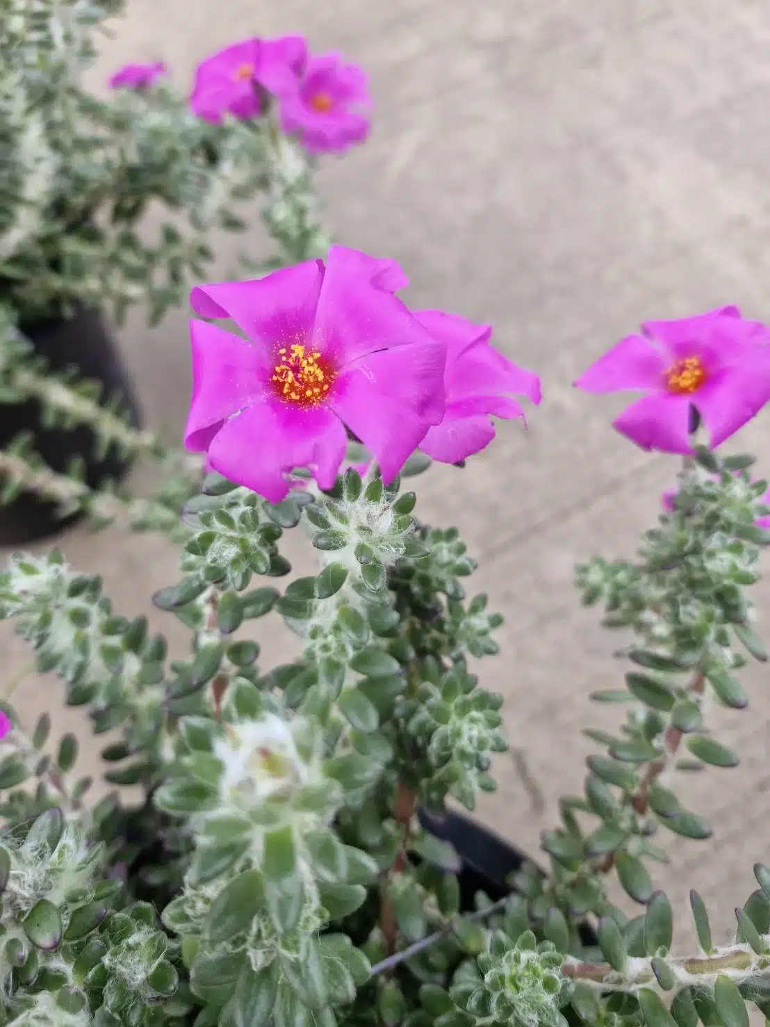 Buy Portulaca werdermannii online