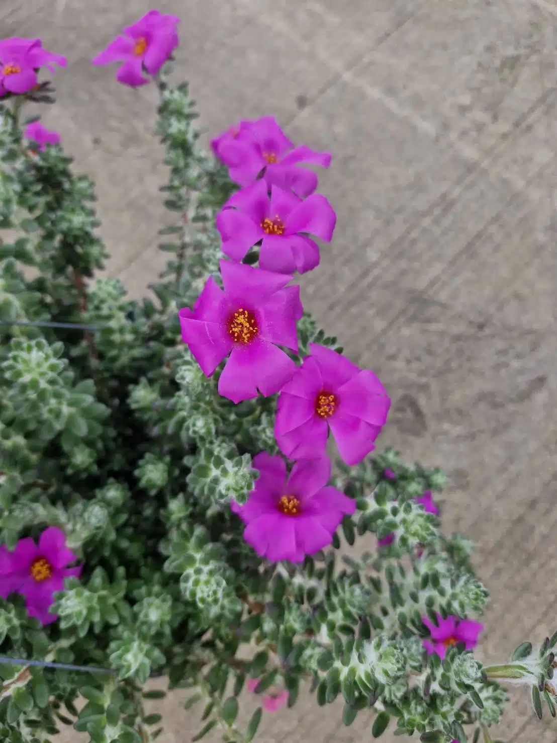 Flowering Portulaca werdermannii