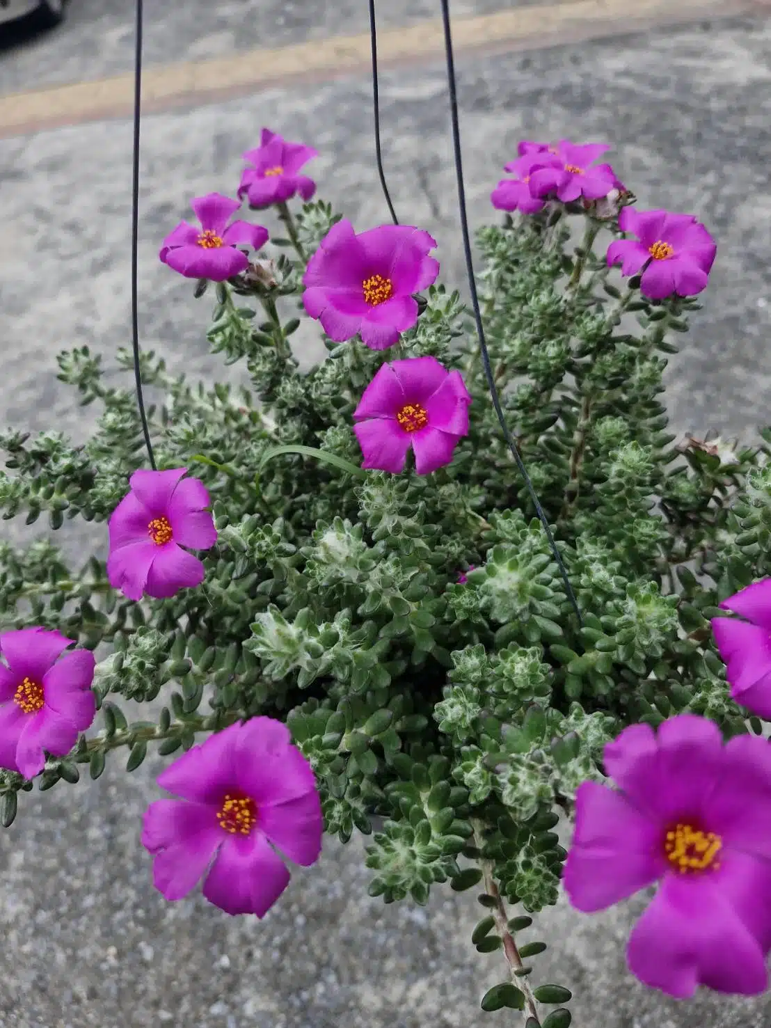 Flowers on Portulaca werdermannii