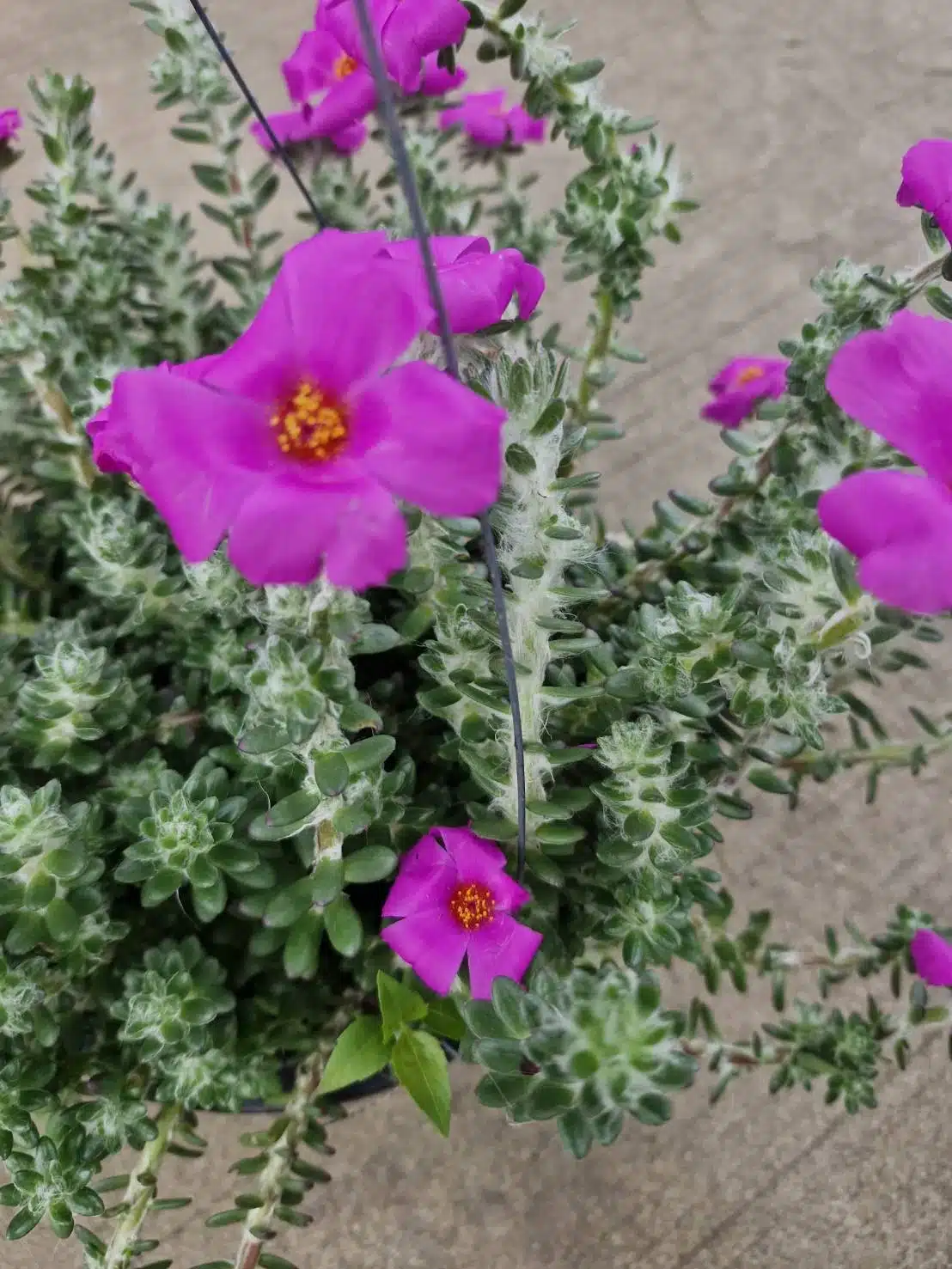 Portulaca werdermannii for sale