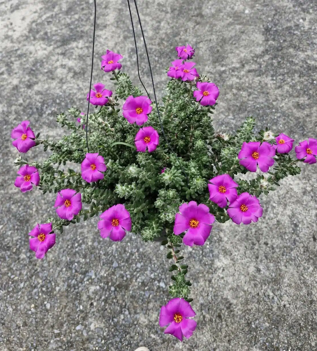 Portulaca werdermannii