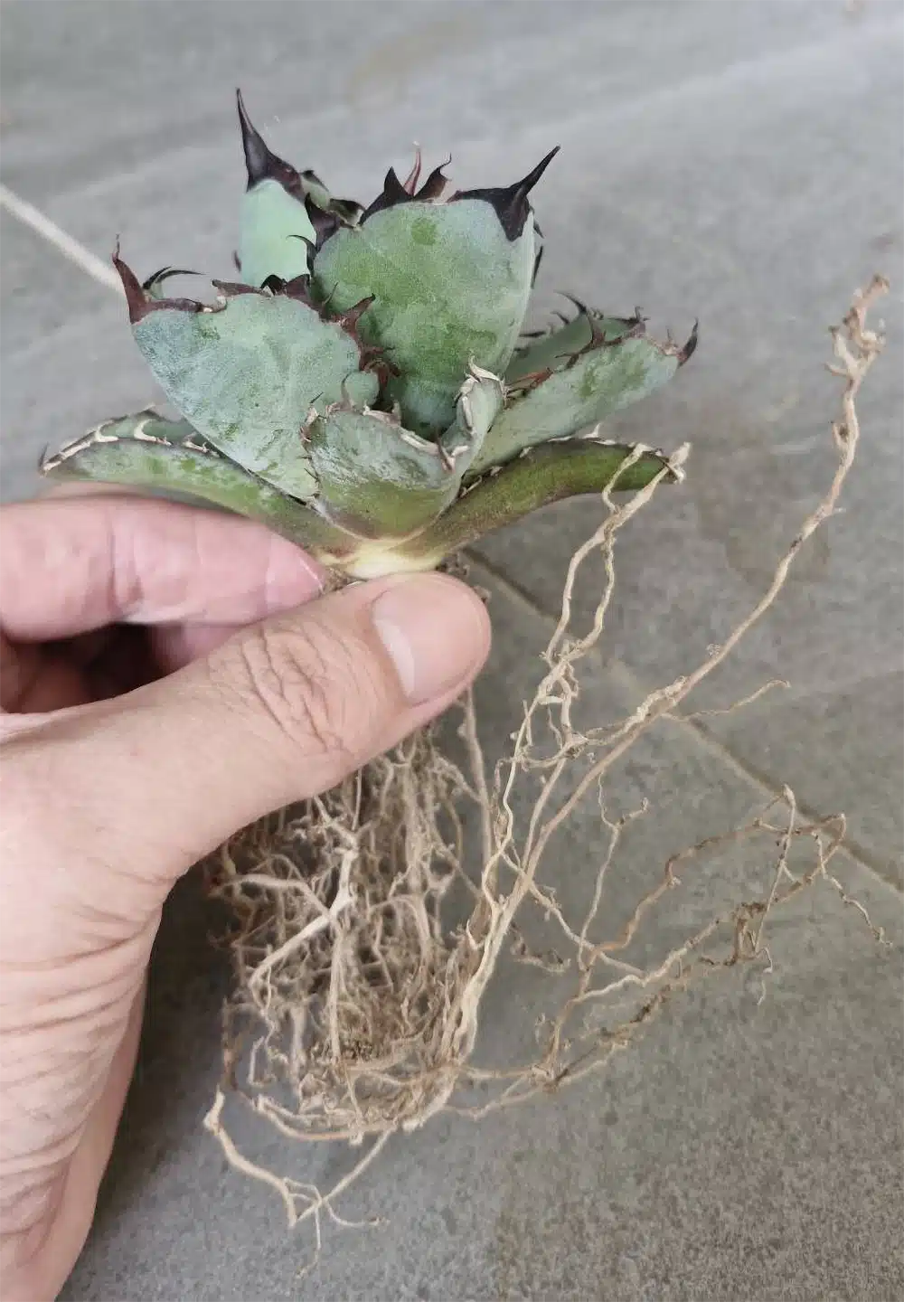 アガベ Blue cactus Agave Titanota 'Black and Blue' Albo Variegated | eBay