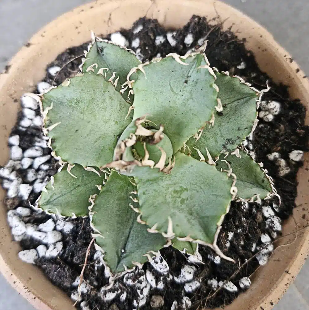 【子株4つ付き】AGAVE Titanonta Filigree 子株4つ付き】AGAVE Titanonta Filigree PlasticPot BowlLong