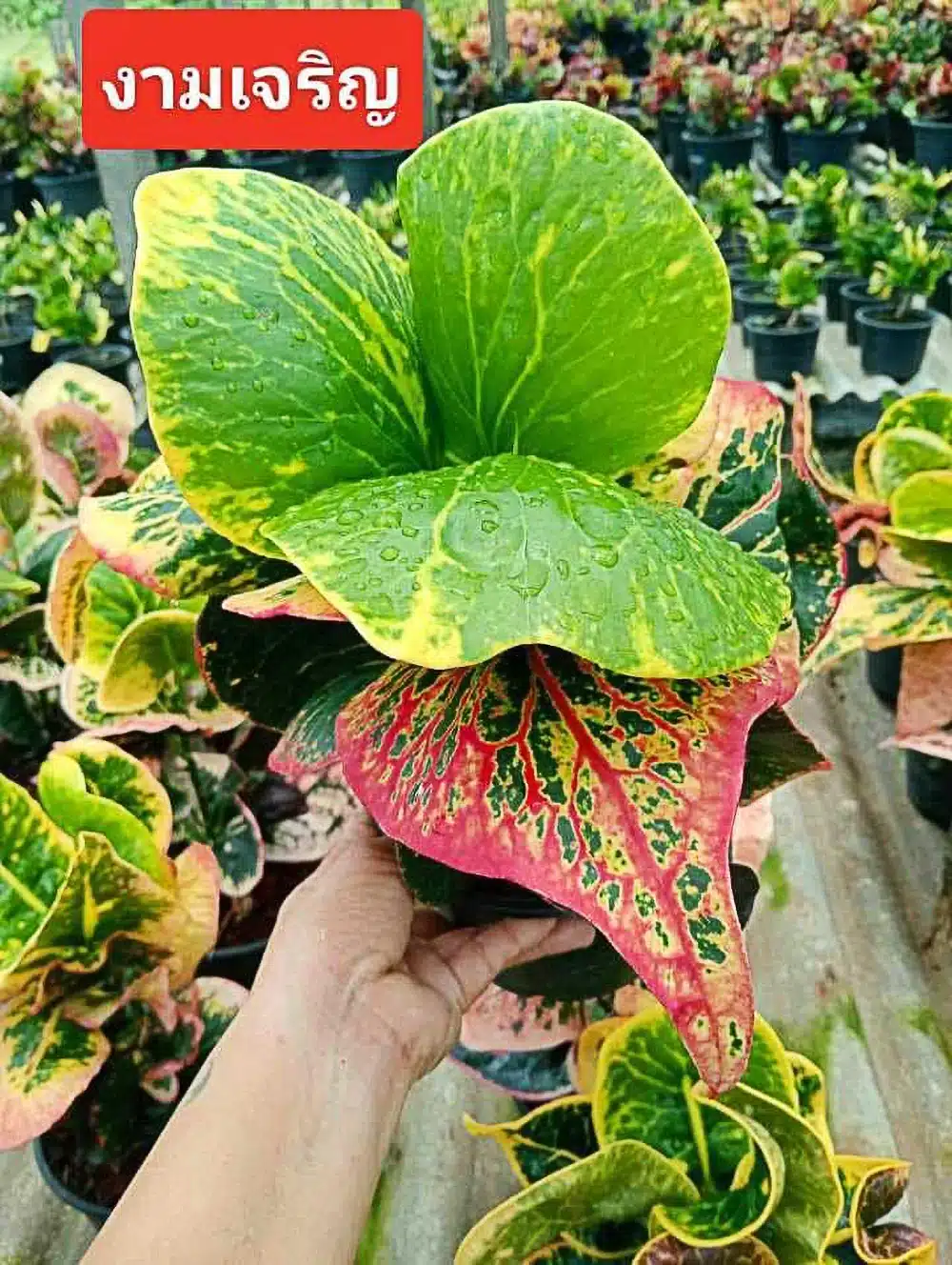 Codiaeum variegatum 'Prosperous Beauty' (งามเจริญ - Ngam Charoen)
