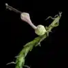 Flowering Ceropegia simoneae