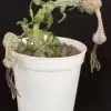 Potted flowering Ceropegia simoneae