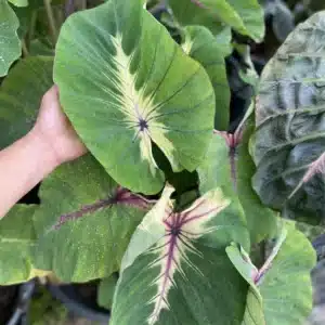 Colocasia esculenta 'Angel Mask'