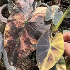 Colocasia esculenta 'Assadung'