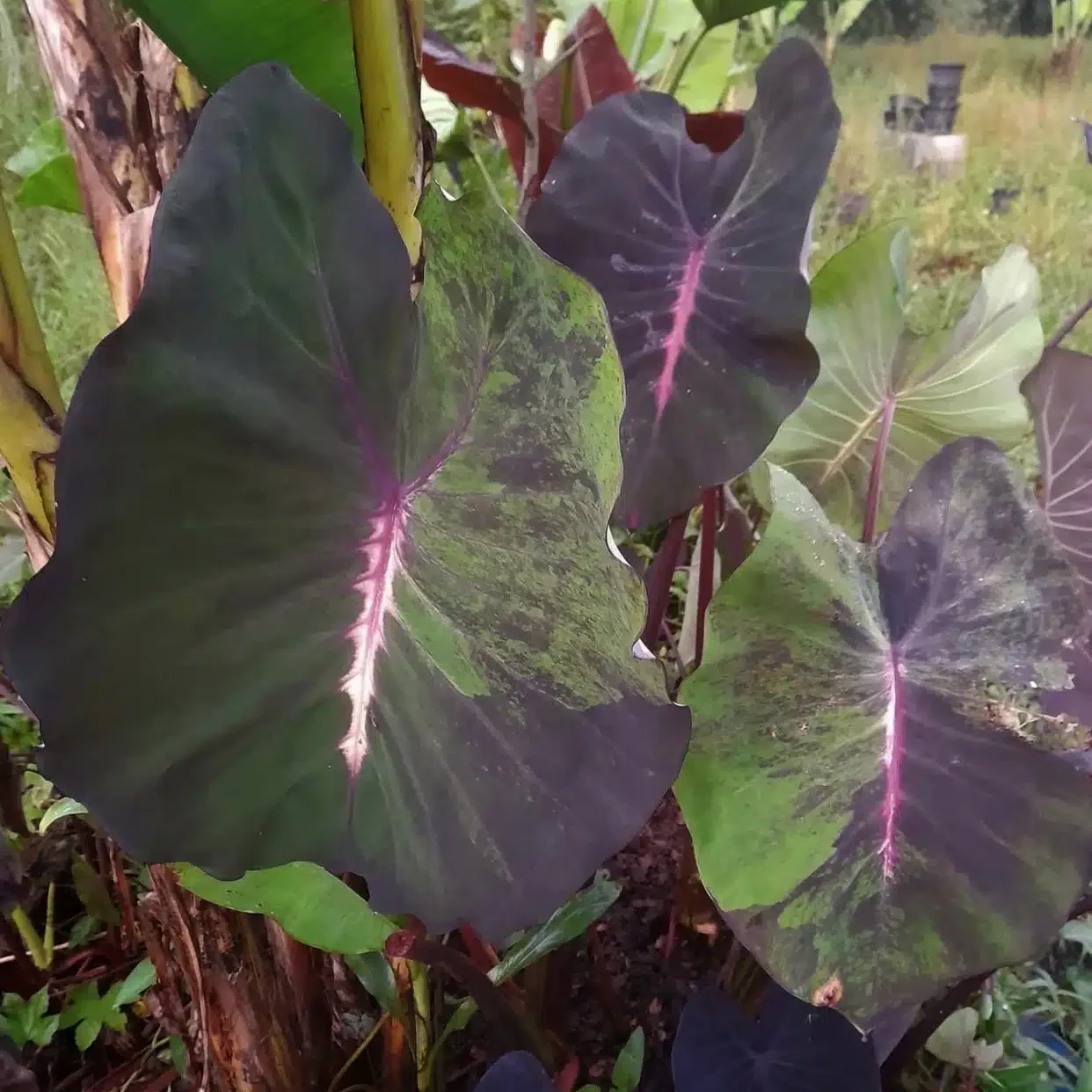burgundy leaf plants Burgundy Hearts Eastern Redbud – Plant Detectives main image 1