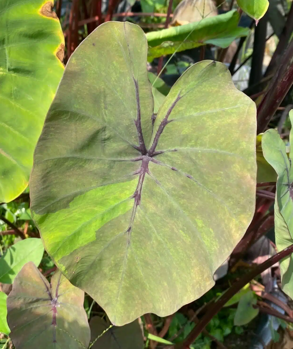 Colocasia esculenta 'Bushido' foliage