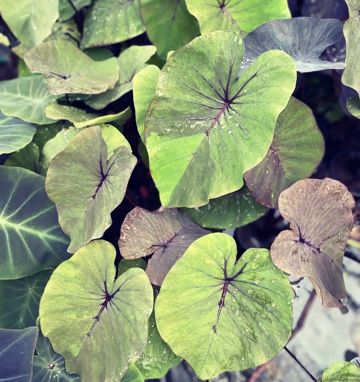 Colocasia esculenta 'Bushido'