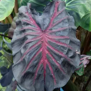 Colocasia esculenta 'Caldera Pink'