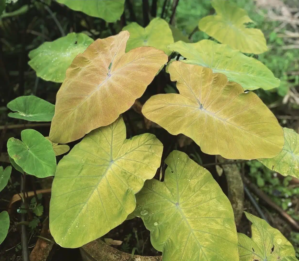 Colocasia esculenta 'Canary'