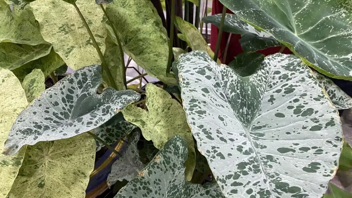 bronze philodendron Philodendron Florida Bronze