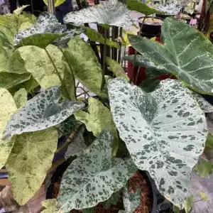 Colocasia esculenta 'Chiangkhan Diamond'